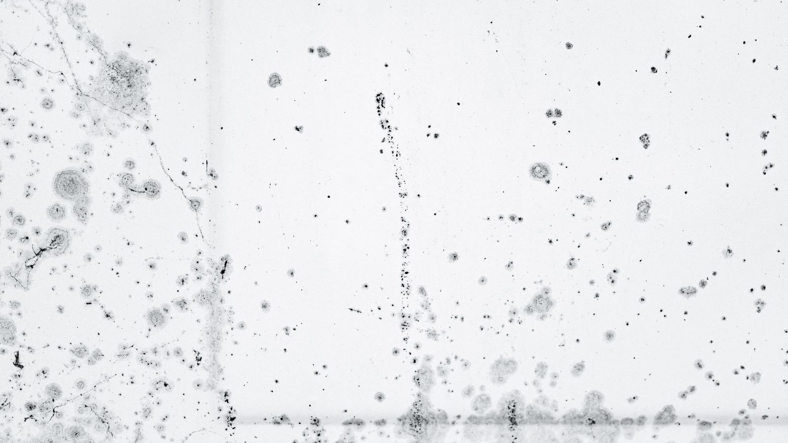 כתמי עובש על קיר לבן מקרוב